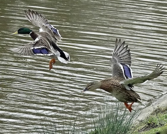 mallard